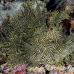 rhinopias_lacy_crci_mb_h_0045_png1828.jpg